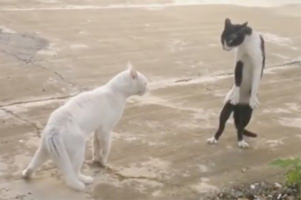 Trebuie să vezi acest VIDEO! Râzi cu lacrimi!